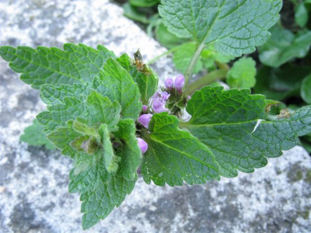 Lamium maculatum (e L. purpureum)